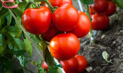 Будет целое море томатов»: агроном раскрыла секреты, о которых вы не знали  | ОБЩЕСТВО | АиФ Новосибирск