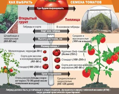 Как вырастить томаты на высоких грядках | Богатый урожай помидор легко, с  минимальными усилиями