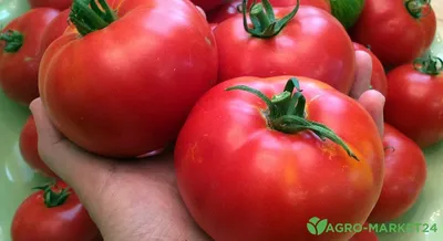 Крупноплодные томаты: лучшие сорта крупных томатов - Agro-Market24