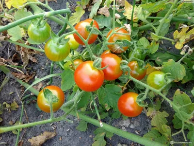 Когда сажать помидоры на рассаду 2023 посадка семян по лунному календарю