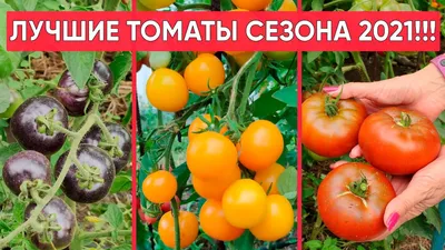 Высокорослые томаты • Томаты от Беляева