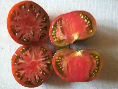 Какие помидоры самые урожайные для теплицы: высокорослые сорта