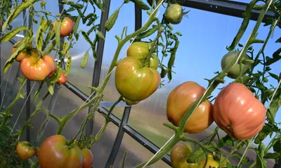 Сладкие и крупные помидоры будете собирать уже в конце июня