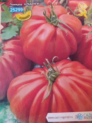 Гигантские помидоры на свердловских дачах, подборка фото гигантских  помидоров - 23 августа 2021 - e1.ru
