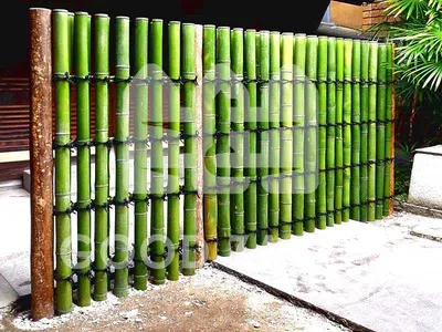 Забор из бамбука фото фотографии