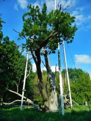 Запорожский дуб фото фотографии