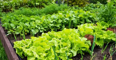 Как вырастить зелень на участке: посев, полив, подкормки, обработка от  инфекций | На грядке (Огород.ru)