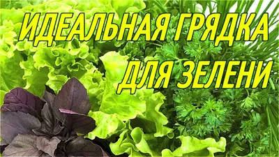 Так делали предки: ритуал на грядке, чтобы обмануть непогоду и получить  урожай - SevastopolMedia.ru