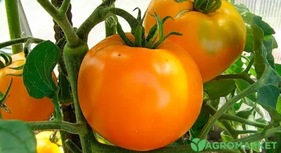 Желтые помидоры сорта фото фотографии