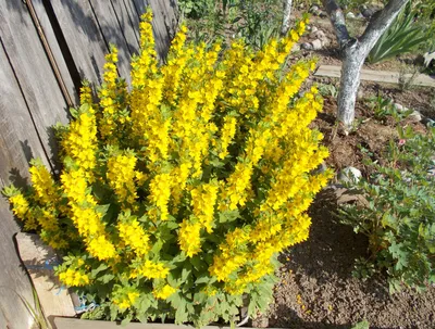 Желтые цветы в саду фото фотографии