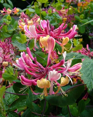 Жимолость каприфоль или Жимолость козья (Lonicera chrysantha) – Вьющиеся  растения Буква «Ж» - цветочный портал Ваш Сад!