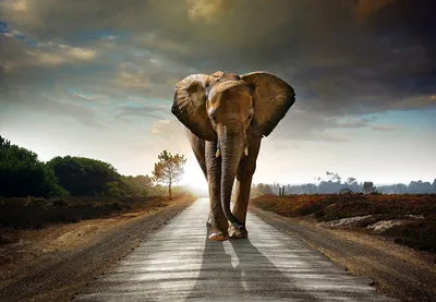 Фотообои 3д природа 368x254 см Слон на дороге Ландшафт Животные  (12616P8)+клей купить по цене 1200,00 грн