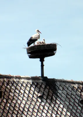 Аист на крыше против голубого неба Стоковое Фото - изображение  насчитывающей экземпляр, рыболовство: 140694300