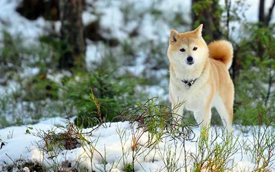 Фото Акита-ину Собаки снега Животные