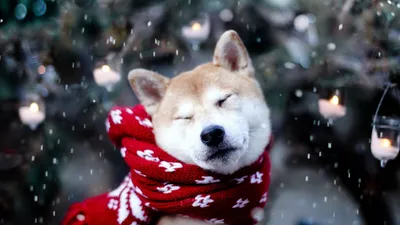 Обои собака, акита-ину, шарф, щуриться, снег картинки на рабочий стол, фото  скачать бесплатно