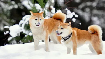 Обои акита-ину, собаки, снег, игривые картинки на рабочий стол, фото  скачать бесплатно