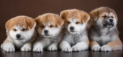 Фотографии Акита-ину Собаки милая Четыре 4 лап Животные 1920x898