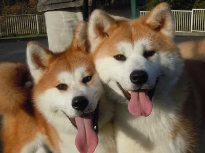 Две милые собаки акита-ину - фото и обои. Красивое изображение \"Две милые  собаки акита-ину\" на рабочий стол
