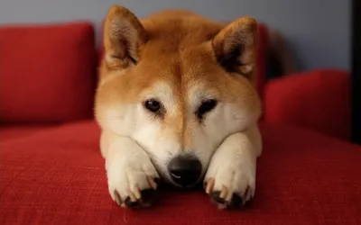 Обои на рабочий стол Собака породы акита-ину лежит на красном диване, обои  для рабочего стола, скачать обои, обои бесплатно
