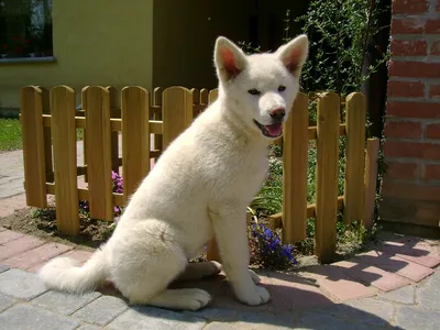 Картинки щенки Акита-ину Собаки белые животное 3100x2028