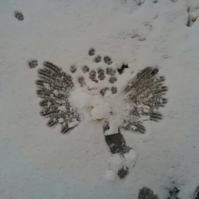 белое рождество милый ангел в снегу Фото Фон И картинка для бесплатной  загрузки - Pngtree
