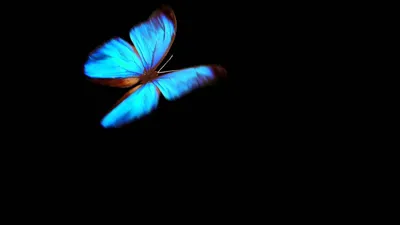 Разноцветные бабочки на черном фоне. Изолированные бабочки. Шаблон,  заготовка, яркий, разноцветный. Stock Illustration | Adobe Stock