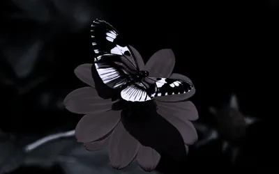 Красочные Декоративные Бабочки Черном Фоне Стоковая иллюстрация ©Wirestock  #497410406