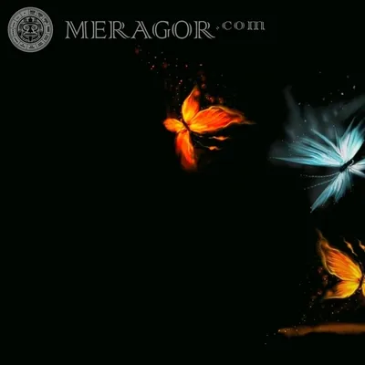 Векторное Изображение Бабочки Черном Фоне Векторное изображение ©ZhAnStudio  389666854