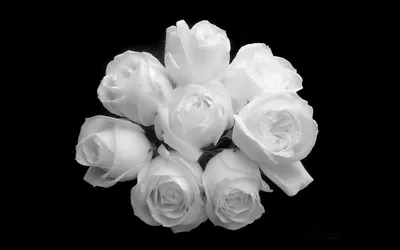 Фотообои Крупный белый цветок на черном фоне купить в Москве, Арт. 4-035 в  интернет-магазине, цены в Мастерфресок