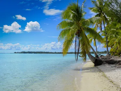 Скачать обои beach, ocean, palm trees, tropical island, Bora Bora, summer  travel, blue lagoon для монитора с разрешением 2880x1800. Картинки на рабочий  стол