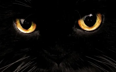 Картинки черной кошки на аву (100 фото) • Прикольные картинки KLike.net