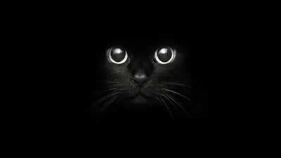 Черная кошка обои на телефон - 80 фото
