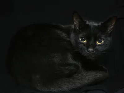 Фото Кошки Животные на черном фоне