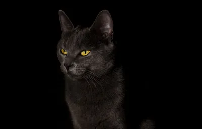 Черный кот на черном фоне - обои на рабочий стол