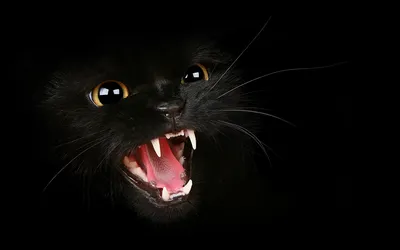 Обои для рабочего стола коты Глаза Клыки Черный Язык (анатомия) Зубы