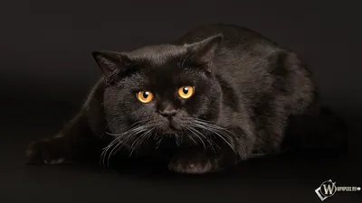Обои на рабочий стол Черный кот с белыми усами, обои для рабочего стола,  скачать обои, обои бесплатно