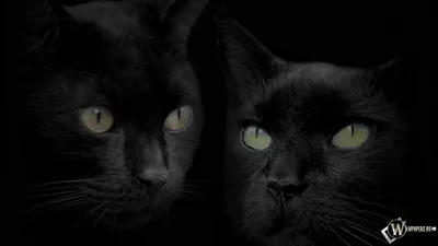 Обои кошка, взгляд, глаза, кот, лежит, черный, желтые на рабочий стол
