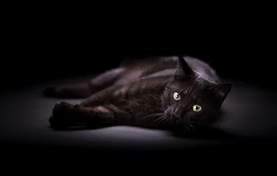 Черные кошки картинки на рабочий стол фотографии