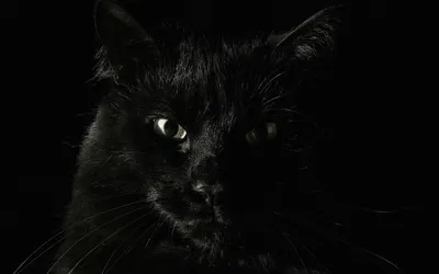 Скачать обои Животные Jane Maday, черные кошки на рабочий стол 1280x1024