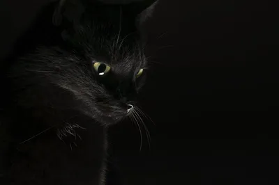 Обои на рабочий стол Морда черной кошки на черном фоне, обои для рабочего  стола, скачать обои, обои бесплатно