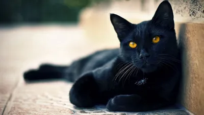 Скачать обои Черный кот лежит на красном ковре на рабочий стол из раздела  картинок Кошки и коты