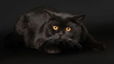 Скачать обои Черная кошка на чернофм фоне (Чёрный фон, Чёрный кот) для рабочего  стола 1920х1080 (16:9) бесплатно, Фото Черная кошка на чернофм фоне Чёрный  фон, Чёрный кот на рабочий стол. | WPAPERS.RU (