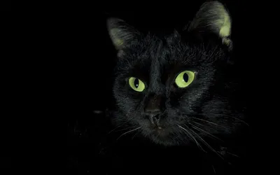 Черный кот на подоконнике, обои с кошками, картинки, фото 800x600