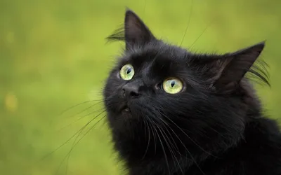 Черной кошки с зелеными глазами на черном фоне - картинки и фото koshka.top