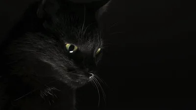 Фотография Кошки Черный животное Черный фон 2560x1440