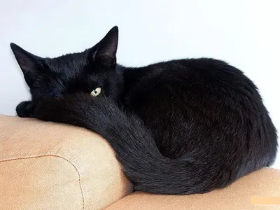 Заставка на рабочий стол черная кошка - 71 фото