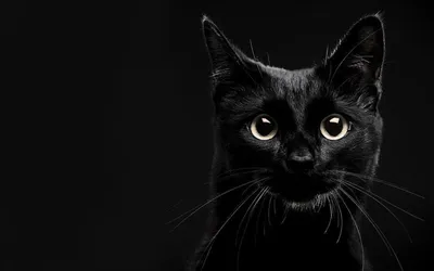 Обои черная кошка, котенок, кот, бакенбарды, кошачьих - картинка на рабочий  стол и фото бесплатно