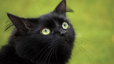 Скачать обои Черный кот с зеленными глазами на рабочий стол из раздела  картинок Кошки и коты