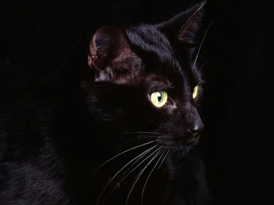 Мультяшный черный кот идет по воде - обои на рабочий стол