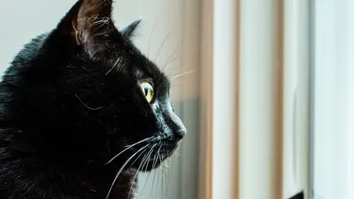 Черный кот с большими глазами - 75 фото